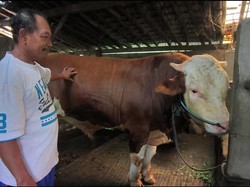 Sapi Kurban Prabowo-Gibran di Istiqlal Disembelih Besok untuk 2.000 Anak Yatim