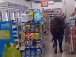 Heboh Sapi di Palembang Lepas Masuk ke Minimarket dan Sungai