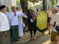 Bahlil Serahkan Sapi Kurban 1,2 Ton ke Masjid Ainul Hikmah Golkar