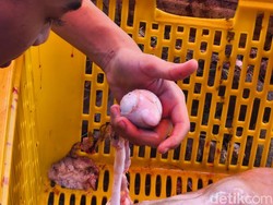 Fakta-fakta Jeroan Torpedo, Diincar untuk Libido Meski Bikin Asam Urat