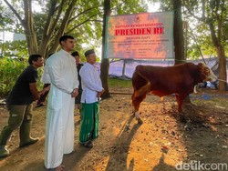 Dadang-Ali Kompak Potong Sapi dari Presiden Prabowo Subianto di Soreang