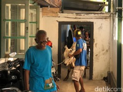 Sapi Kabur Masuk Gang di Panembahan Jogja, Makin Dikejar Makin Panik