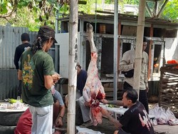 Umat Muslim Manggarai Barat Sembelih 554 Hewan Kurban