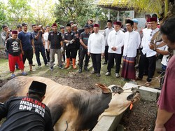 Kapolda Riau Serahkan Sumbangan Sapi Kurban 980 Kg dari Kapolri ke UAS