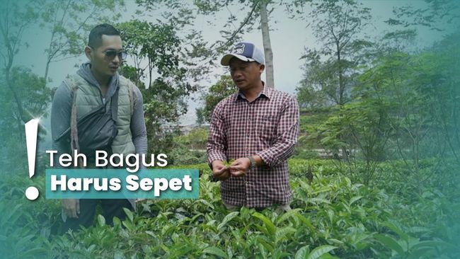Mengunjungi Teh Tambi di Wonosobo, Bisa Belajar Buat Minumannya
