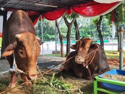 Prabowo Sumbang 578 Sapi Kurban, Disebar ke Seluruh Kabupaten/Kota