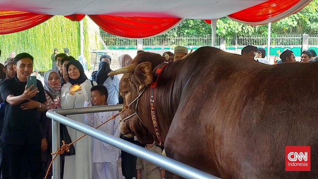 Sapi Kurban Prabowo Dinamai Brawijaya, Milik Gibran Dinamai Jack Presiden Prabowo Subianto dan Wakil Presiden Gibran Rakabuming resmi menyerahkan hewan sapi kurban mereka di Masjid Istiqlal, Jakarta, Jumat (6/6).