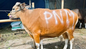 Syukuran HUT ke-26, PNM Berbagi Lewat Sedekah Kurban di 26 Wilayah