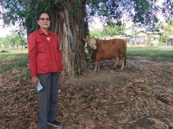 Presiden Prabowo Sumbang Sapi Kurban 802 Kg di Nagekeo NTT