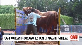 VIDEO: Sapi Kurban Presiden Di Sejumlah Masjid