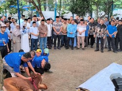 AHY Serahkan Sapi Limosin Berat 1,2 Ton untuk Disembelih di DPP Demokrat