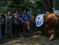Video: AHY Serahkan Sapi Limosin 1,2 Ton untuk Disembelih di DPP Demokrat