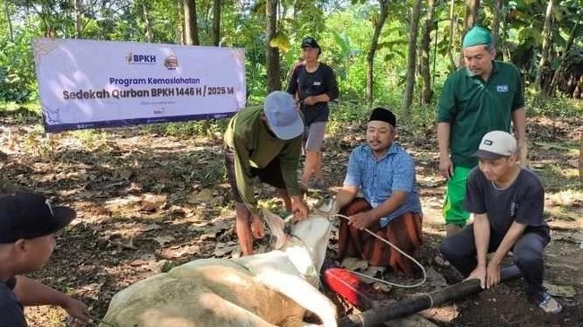 Konsistensi penyelenggaraan program Sedekah Kurban selama 5 tahun sejak 2020 menunjukkan komitmen BPKH dalam menyalurkan manfaat keuangan haji pada masyarakat.