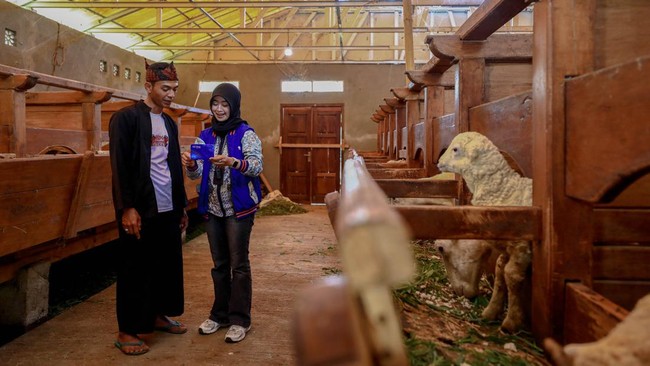 Idul Adha, BRI Peduli Dukung Peternak Domba di Desa Sukalaksana Garut Bantuan yang diberikan berupa pelatihan marketing dan pembinaan SDM bagi peternak domba dan kambing, serta peralatan usaha guna mendukung usaha peternakan.