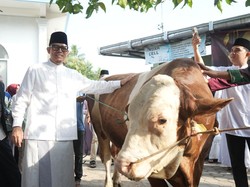 Sapi dari Presiden Prabowo untuk Warga OKU, Teddy: Semoga Berkah