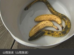 Di Jepang Muncul Belut Motif Pisang yang Langka dan Aneh
