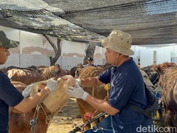 70 Sapi Kurban Disembelih Saat Hari Kedua Idul Adha di RPH Surabaya