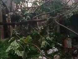 6 Kejadian Pohon Tumbang di Depok, Rumah hingga Mobil Warga Tertimpa