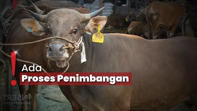 Euforia Penjual Kulit Hewan Kurban Berlimpah Untung di Momen Idul Adha