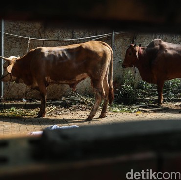 Berapa Hari Lagi Iduladha 2026? Cek Tanggal dan Waktu Cuti Bersamanya