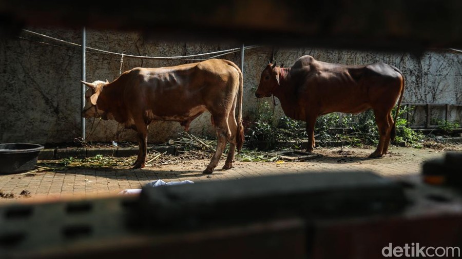 Petugas terlihat tengah memeriksa daging hewan kurban usai proses penyembelihan di Jakarta&comma; Sabtu &lpar;7&sol;6&sol;2025&rpar;&period; Pemeriksaan ini dilakukan untuk memastikan daging layak konsumsi&period;