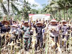 Banyuwangi Kembali Panen Jagung Program Ketahanan Pangan
