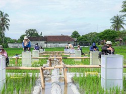 Dukung Ketahanan Pangan, Pemkab Banyuwangi Kembangkan Beras Biofortifikasi