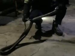 Penampakan King Cobra 2,5 Meter Dievakuasi Damkar di Kantin SMKN 2 Palopo