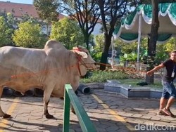 Sapi Kurban Khofifah-Prabowo di Masjid Al Akbar Disembelih Hari Ini