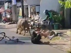 Alasan Kerbau Kurban Disembelih di Pinggir Jalan Usai Viral Seruduk Pesepeda