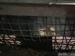 7 Bahaya Memelihara Hewan Buas di Rumah