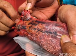Heboh Paru Sapi Kurban Bertulis Muhamad Musofa Bin Jalal Sayuti