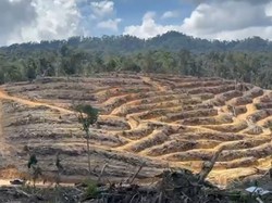 Potret 60 Ha Lahan di Hutan Lindung Siabu Riau Botak Akibat Perambahan