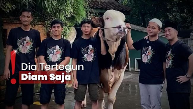 Penjaga Sapi Irfan Hakim Kenang Momen Terakhir Janoko Sebelum Kurban