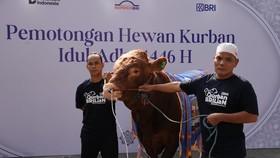 Bapekis dan Insan BRILian Salurkan 961 Hewan Kurban di Idul Adha 2025