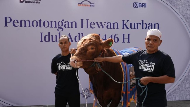 Pada Idul Adha 1446 H, keluarga besar BRI di seluruh Indonesia membagikan 961 hewan kurban yang terdiri dari 327 ekor sapi/kerbau dan 634 ekor domba/kambing.