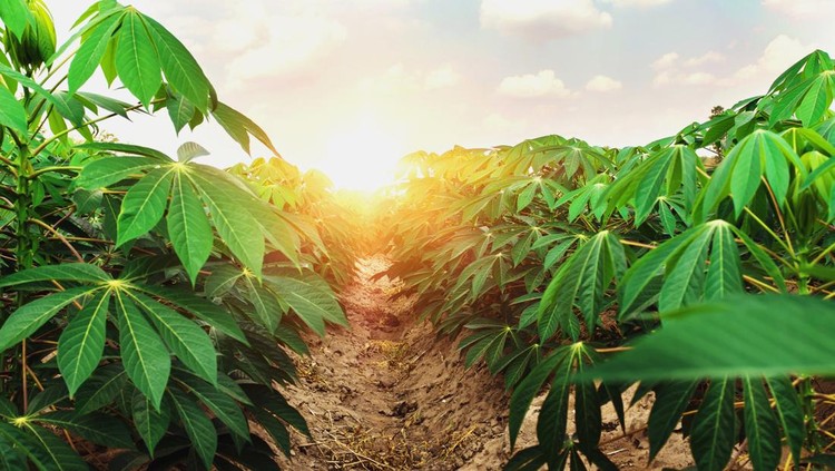 cassava tree in farm and sunset