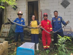 Heboh Ular King Cobra Nyaris 4 Meter Ngumpet di Gudang Banjarnegara