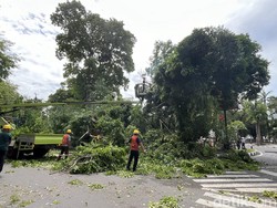 Sebuah Pohon Tumbang di Jalan Sudirman Medan saat Angin Kencang