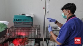 FOTO: Wacana Penerapan BPJS Hewan DKI Jakarta