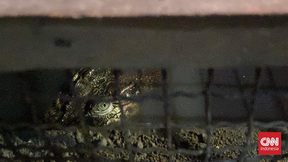 Warga Surabaya Takut Sendiri Usai Buaya Peliharaan Tumbuh 2 Meter