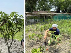 Dokter Alih Profesi Jadi Petani Mangga, Kini Raup Untung Rp 1,6 Miliar