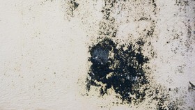 Bercak Hitam di Dinding? Hati-hati, Bisa Jadi Itu Black Mold