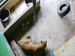 Harimau Sumatera Mati Usai Dirawat 28 Hari Akibat Terjerat Sling Baja