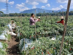Polisi di Banyuwangi Ini Dampingi Warga Tingkatkan Budi Daya Cabai
