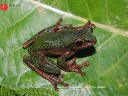 Peneliti BRIN Ungkap Spesies Baru Katak Pohon di Sulawesi, Satwa Endemik