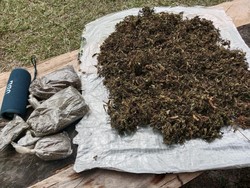 KKB Pimpinan Egianus Kogoya Kelola Kebun Ganja di Yahukimo demi Beli Senpi