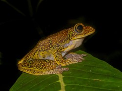 Katak Terbang Sulawesi yang Hilang Lebih dari Seabad Ditemukan Kembali!