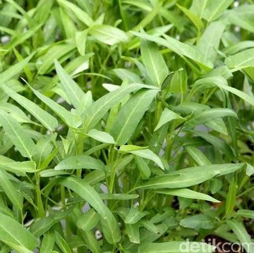 Jarang Dilirik, Satu Sayuran Ini Ampuh Bantu Turunkan Berat Badan Tanpa Bikin Lapar