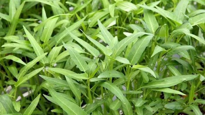 Jarang Dilirik, Satu Sayuran Ini Ampuh Bantu Turunkan Berat Badan Tanpa Bikin Lapar